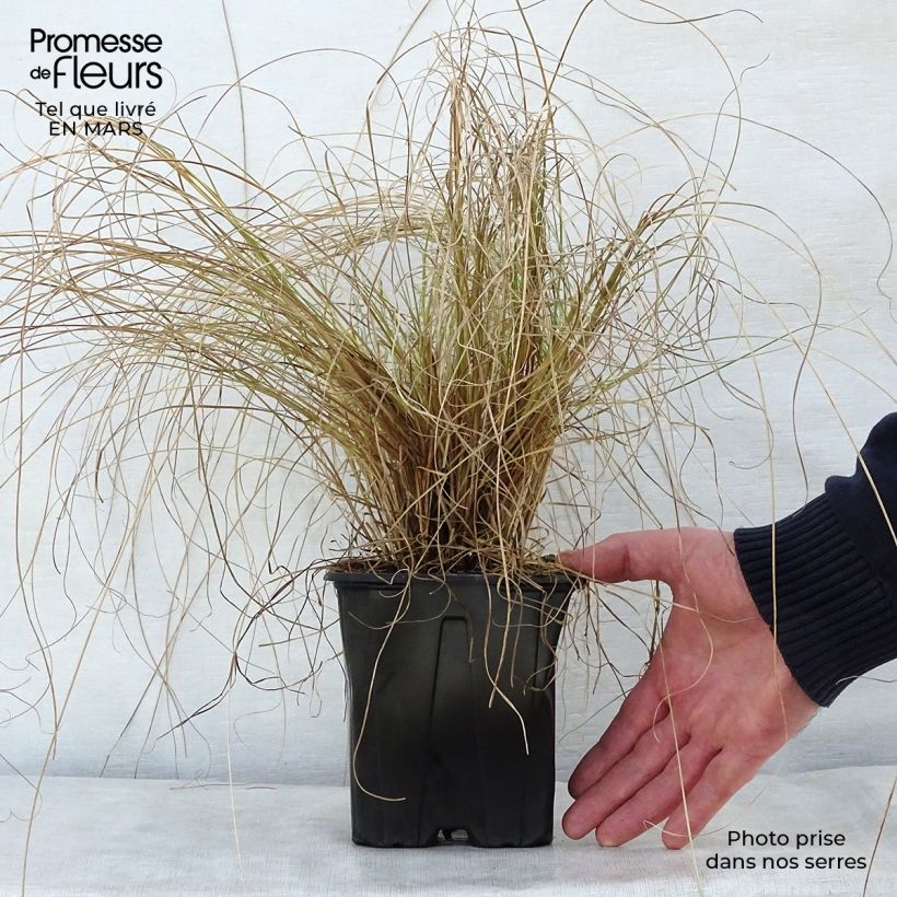 Example of Carex testacea Lime Shine Vaso da 2L/3L as you get in printemps