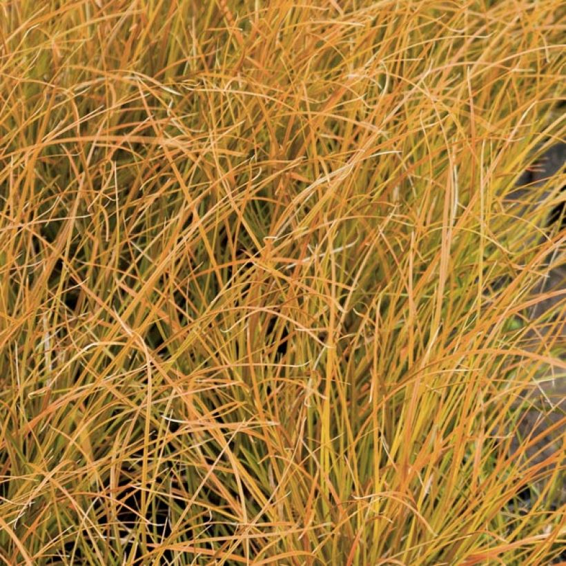 Carex testacea Prairie Fire (Fogliame)