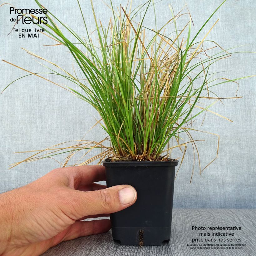 Carex testacea Prairie Fire Vasetto da 8/9 cm esemplare consegnato in primavera