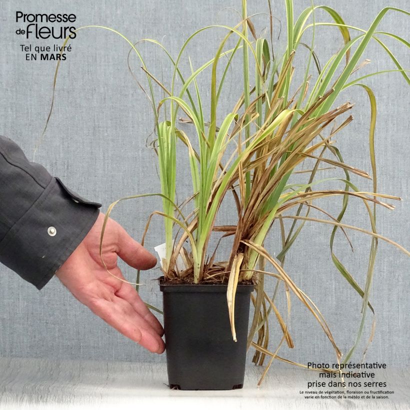 Example of Carex trifida Rekohu Sunrise Vasetto da 8/9 cm as you get in printemps