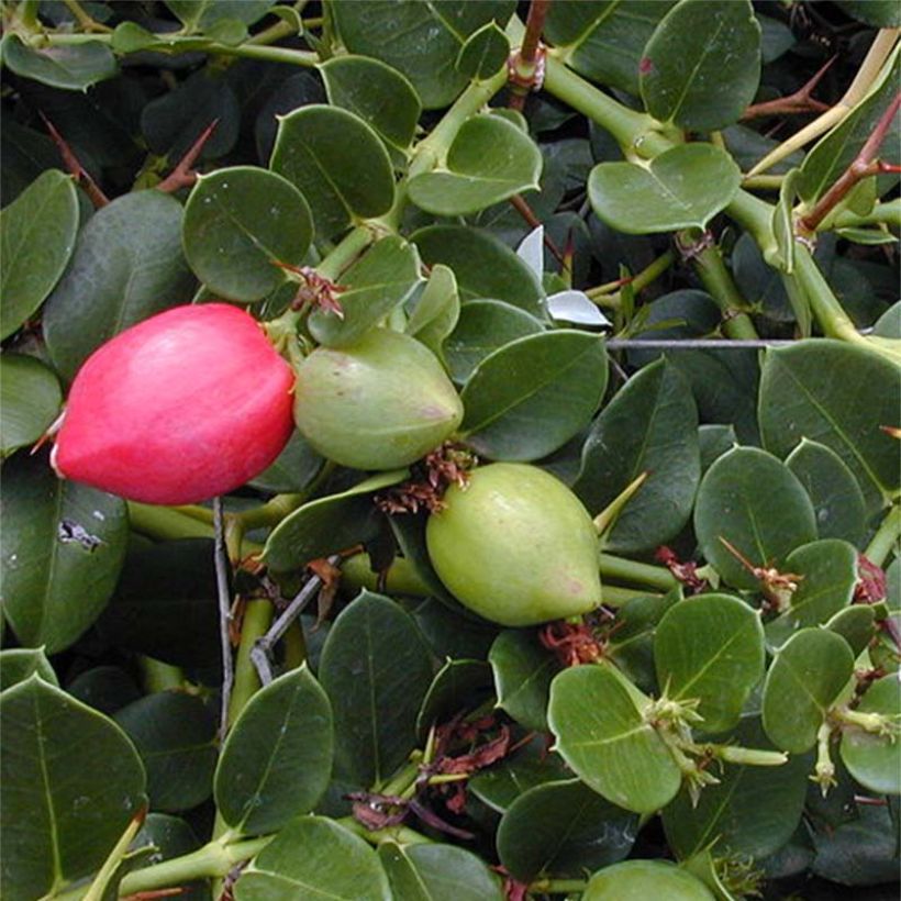 Carissa macrocarpa - Prugna del Natal (Fogliame)