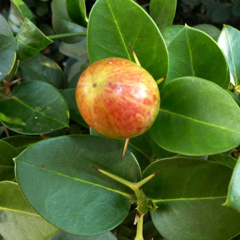 Carissa macrocarpa - Prugna del Natal (Raccolta)