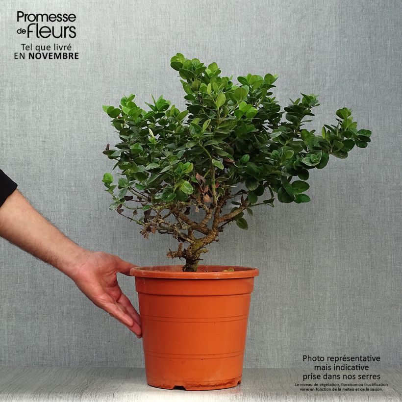 Esemplare di Carissa macrocarpa - Prugna del Natal Vaso da 7,5L/10L come consegnato in autunno