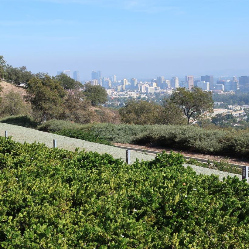 Carissa macrocarpa Prostrata - Prugna del Natal (Porto)