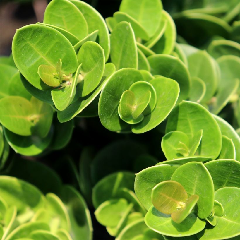 Carissa macrocarpa Prostrata - Prugna del Natal (Fogliame)