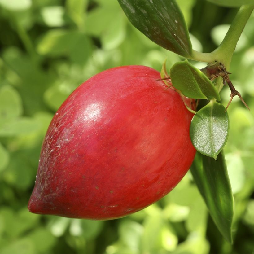 Carissa macrocarpa Prostrata - Prugna del Natal (Raccolta)