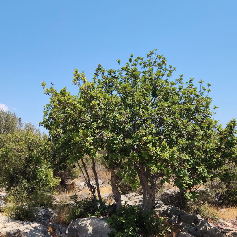 Carrubo - Ceratonia siliqua (Porto)