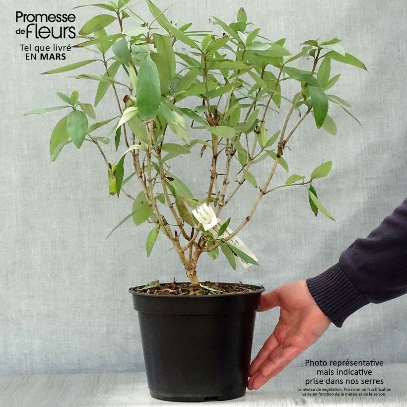 Example of Carpenteria californica Bodnant Vaso da 3L/4L as you get in printemps