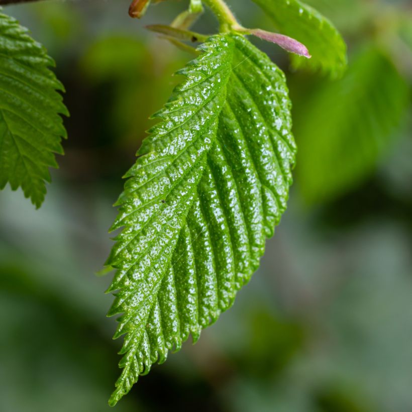 Carpinus betulus - Carpino bianco (Foliage)