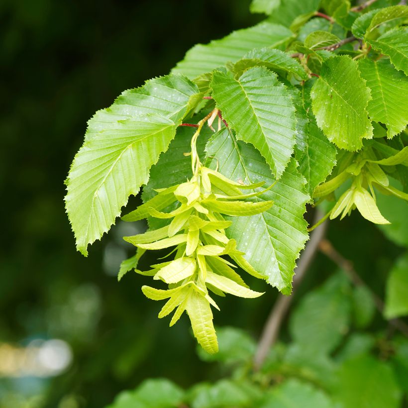 Carpinus betulus Fastigiata - Carpino bianco (Fioritura)