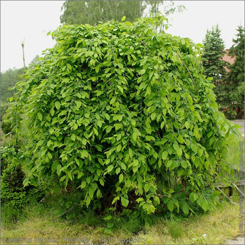 Carpinus betulus Pendula - Carpino bianco (Plant habit)