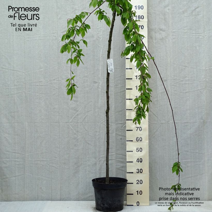 Example of Carpinus betulus Pendula - Carpino bianco Vaso da 12L/15L, Vaso impalcato as you get in printemps