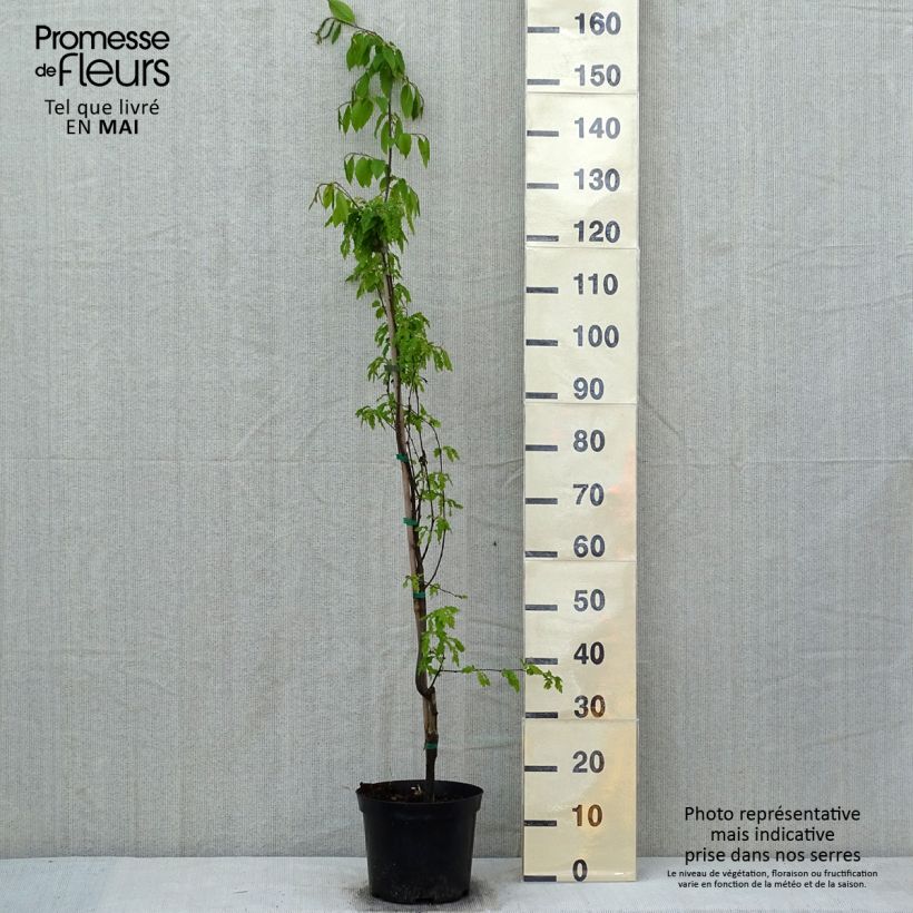 Carpinus betulus Quercifolia - Carpino bianco Vaso da 4L/5L esemplare consegnato in primavera