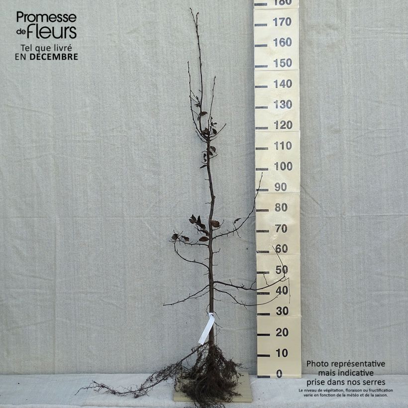 Example of Carpinus betulus - Carpino bianco Piante piccole a radice nuda as you get in hiver