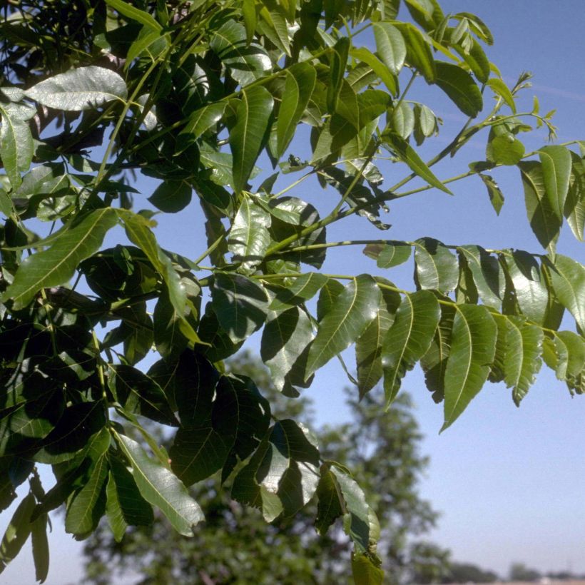 Carya illinoinensis - Pecan (Foliage)