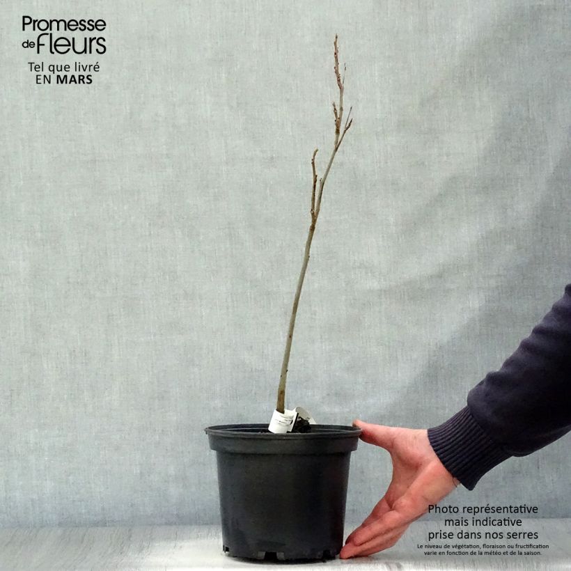 Example of Carya illinoinensis - Pecan Vaso da 3L/4L as you get in printemps