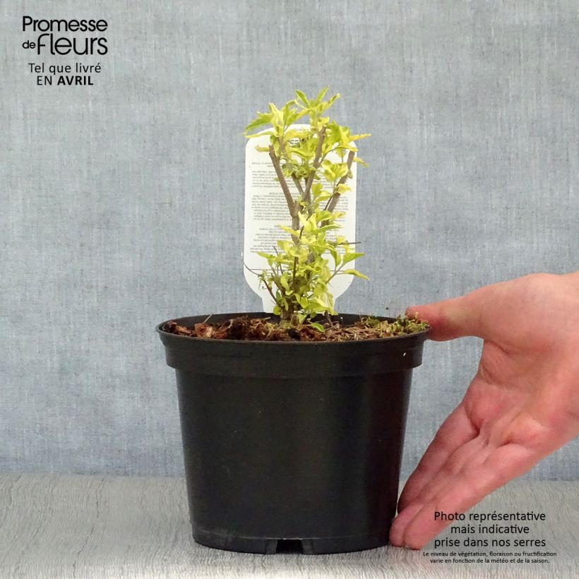 Caryopteris clandonensis Summer Sorbet Vaso da 3L/4L esemplare consegnato in primavera