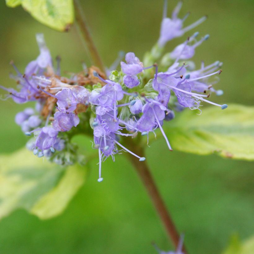 Caryopteris clandonensis Summer Sorbet (Fioritura)