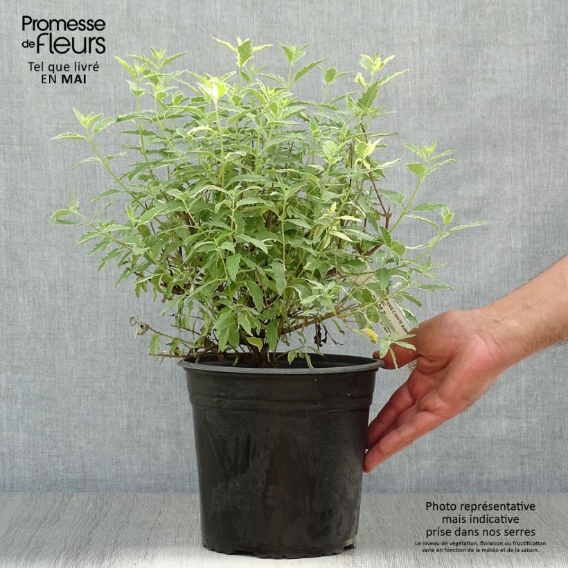Caryopteris clandonensis White Surprise Vaso da 2L/3L esemplare consegnato in primavera