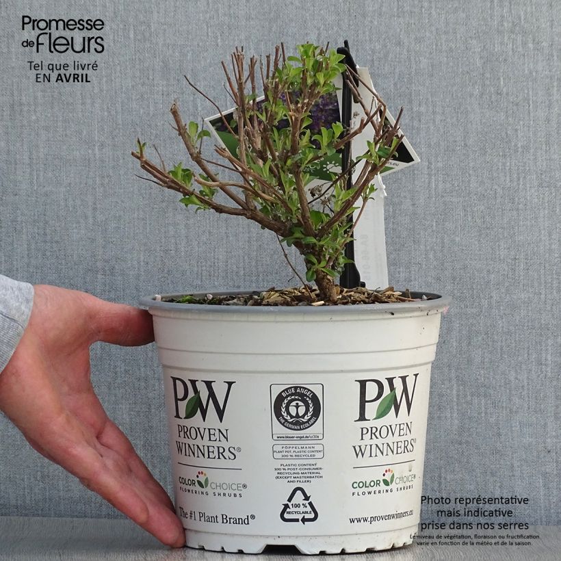 Example of Caryopteris clandonensis Beyond Midnight Vaso da 3L/4L as you get in printemps