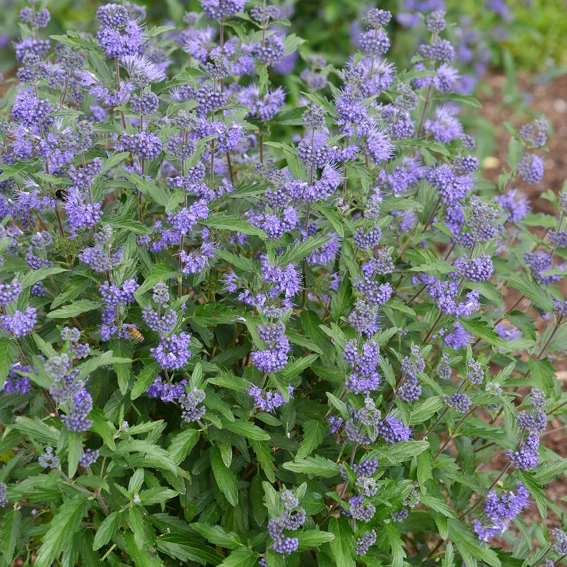 Caryopteris clandonensis Beyond Midnight (Plant habit)