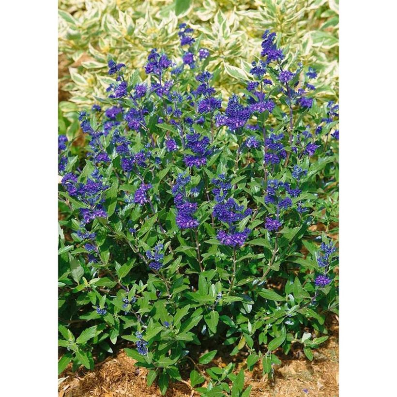 Caryopteris clandonensis First Choice (Plant habit)