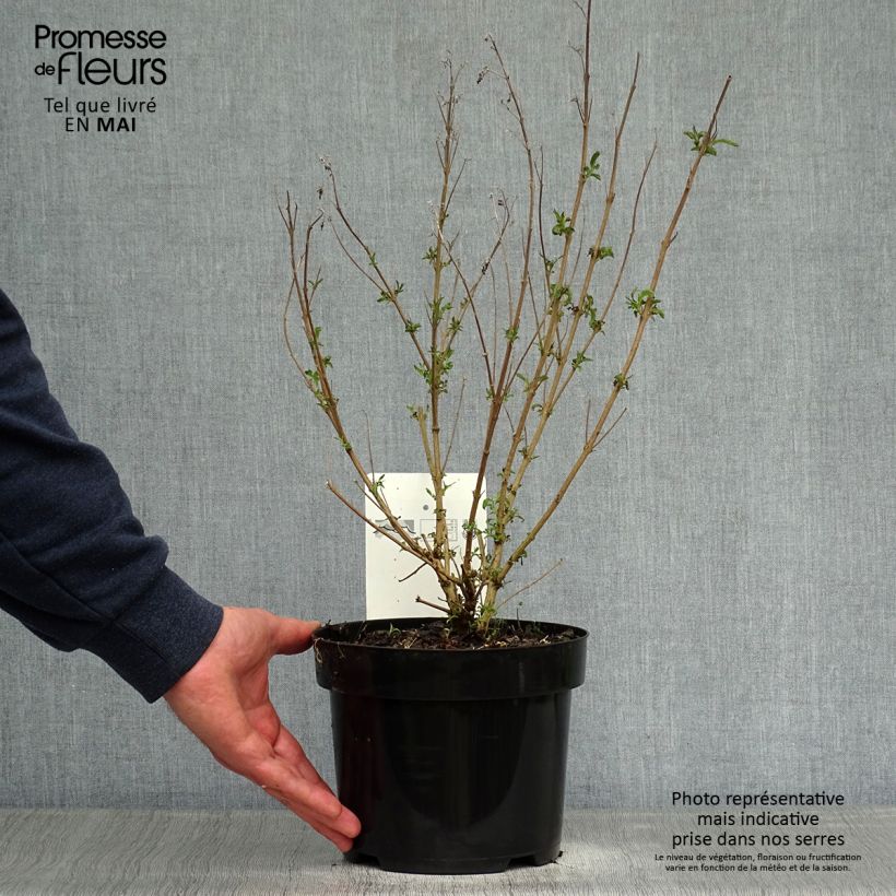 Example of Caryopteris clandonensis First Choice Vaso da 2L/3L as you get in printemps