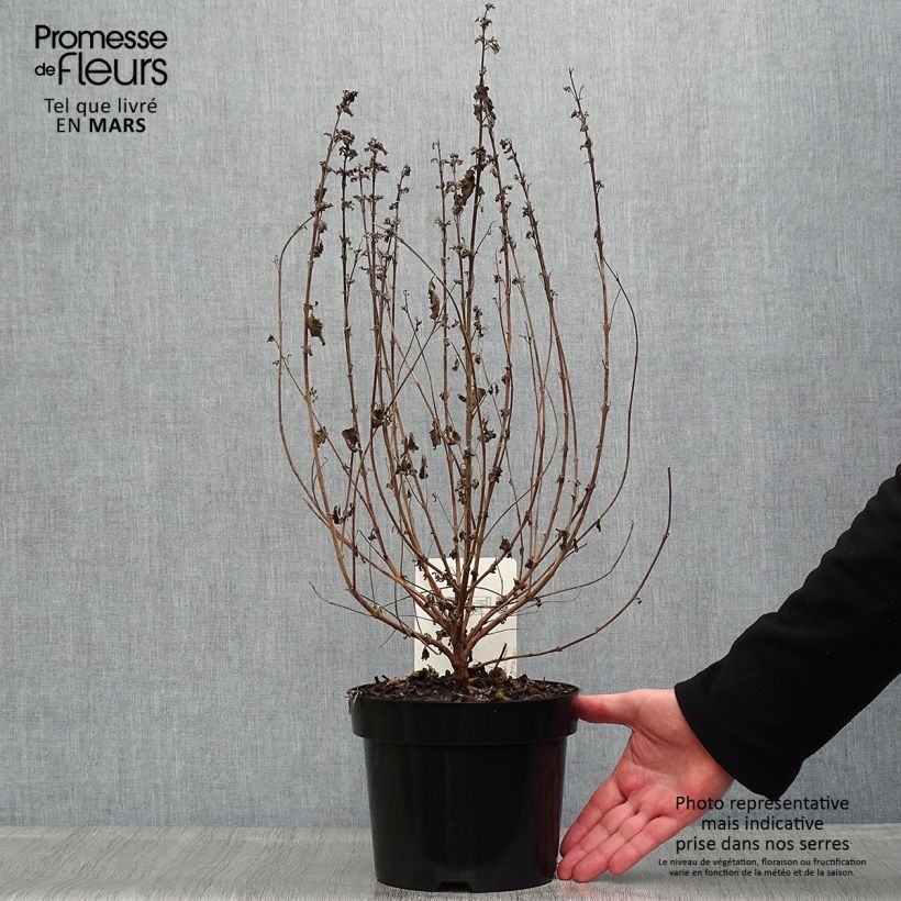 Caryopteris clandonensis Good as Gold Vaso da 2L/3L esemplare consegnato in primavera