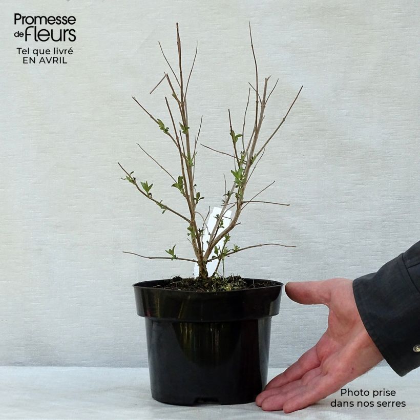 Caryopteris clandonensis Heavenly Blue Vaso da 2L/3L esemplare consegnato in primavera