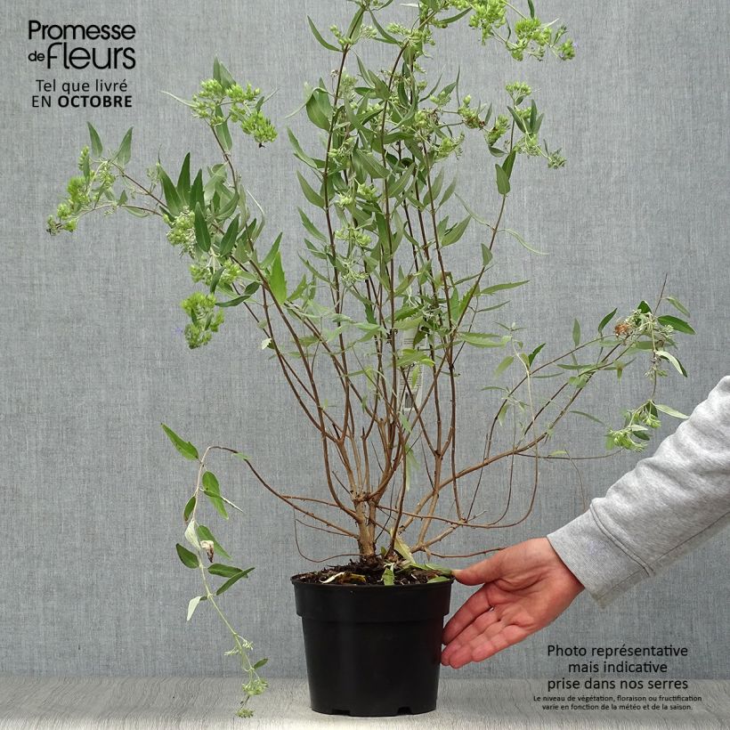 Esemplare di Caryopteris clandonensis Heavenly Blue Vaso da 2L/3L come consegnato in autunno
