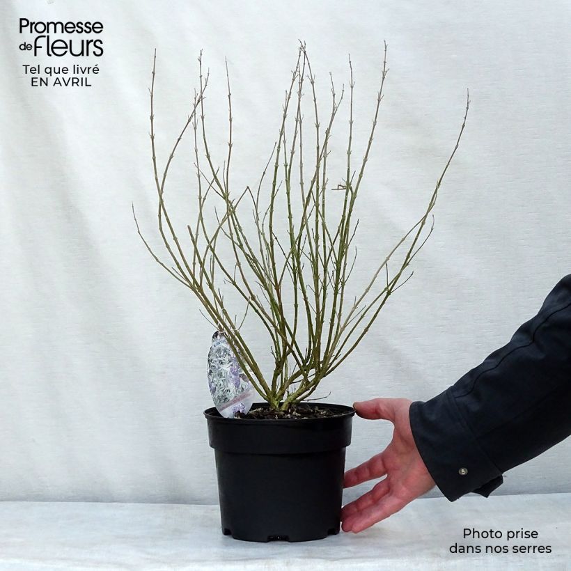 Example of Caryopteris clandonensis Sterling silver Vaso da 2L/3L as you get in printemps