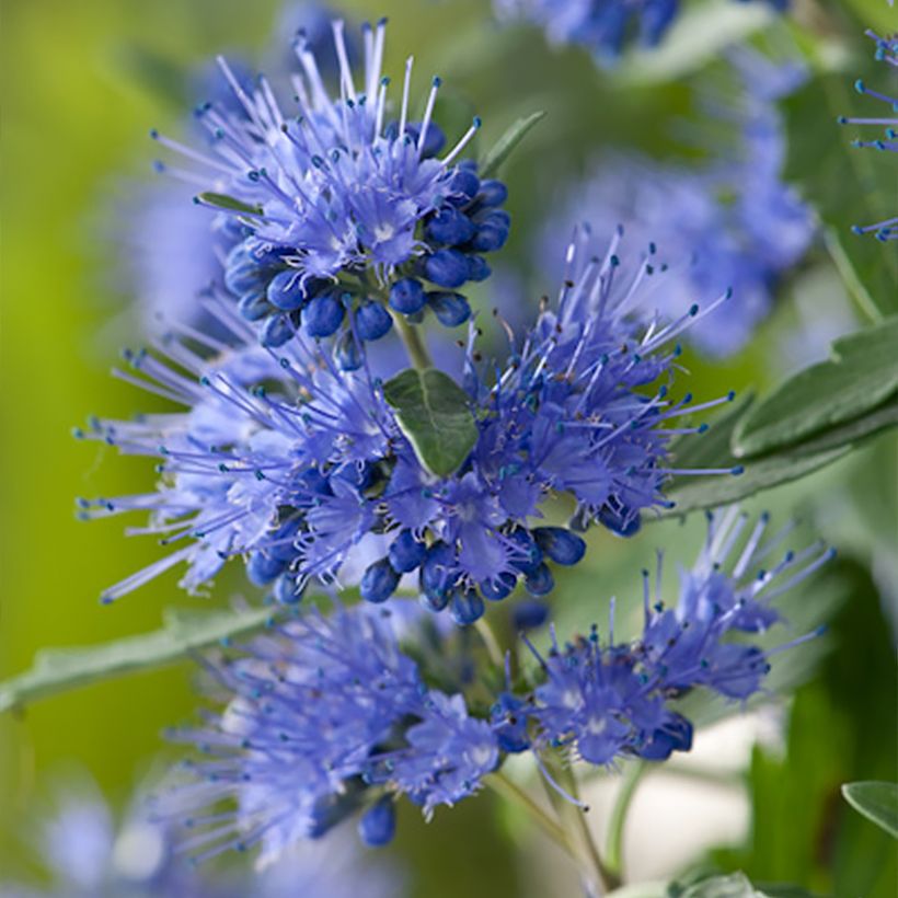 Caryopteris clandonensis Blauer Spatz (Flowering)