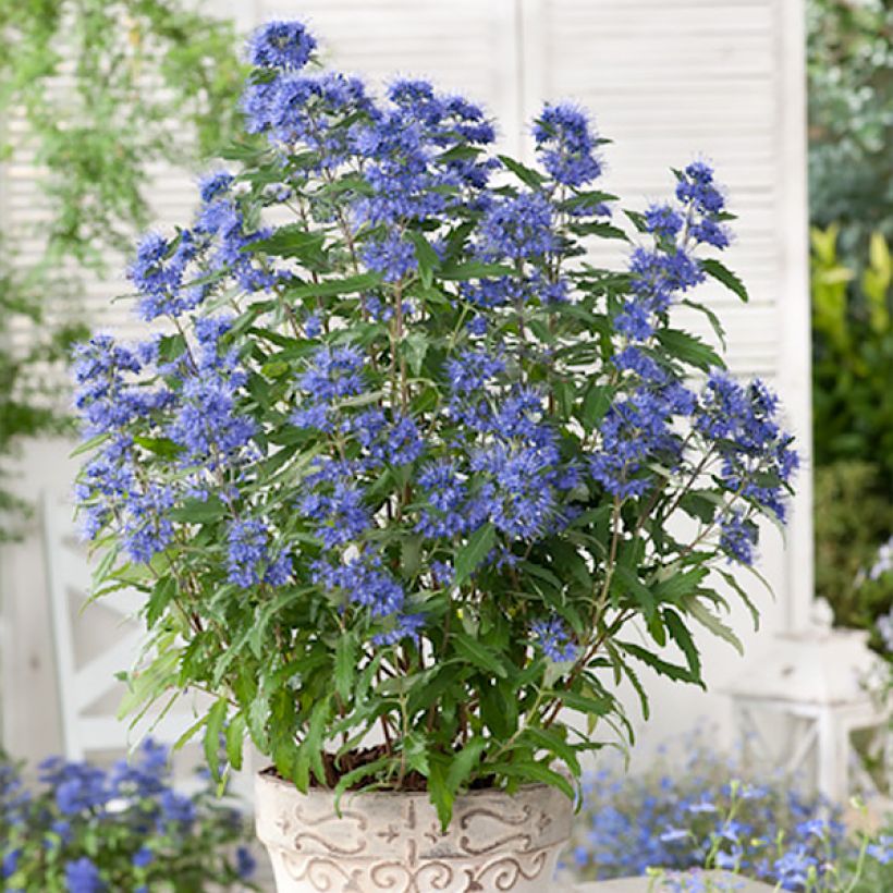 Caryopteris clandonensis Blauer Spatz (Plant habit)
