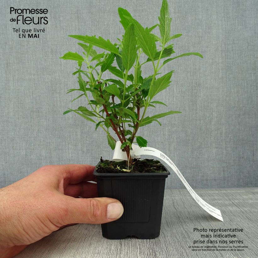 Caryopteris clandonensis Camara Dark Blue Vasetto da 8/9 cm esemplare consegnato in primavera