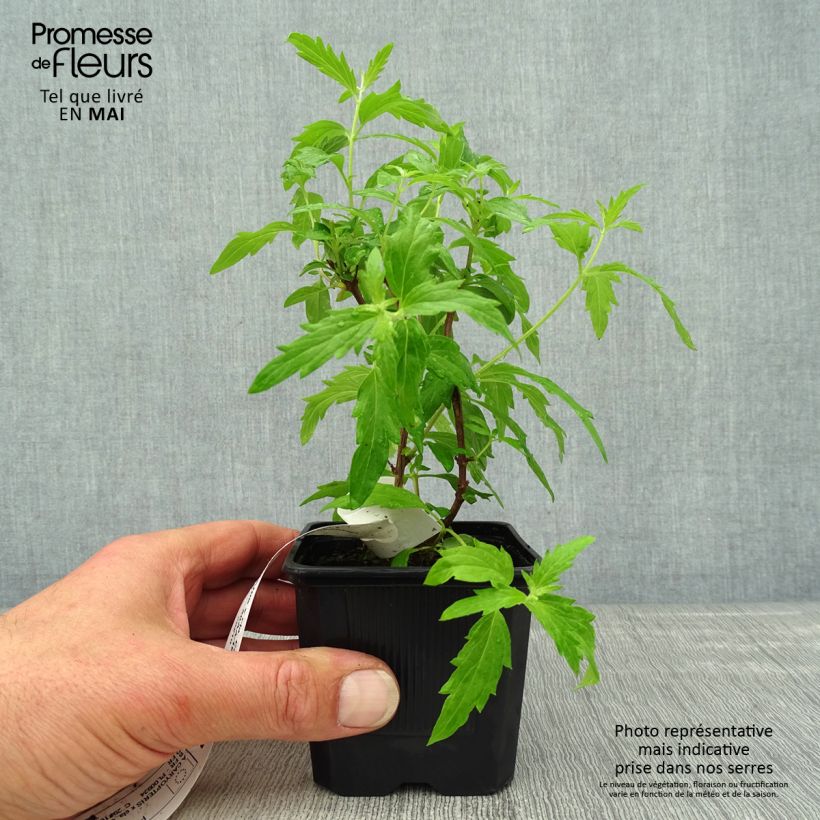 Caryopteris clandonensis Camara Pink Vasetto da 8/9 cm esemplare consegnato in primavera