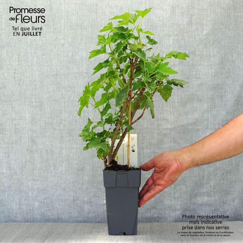 Esemplare di Ribes x nidigrolaria Jostaberry - Josta Vaso da 2L/3L, A cespuglio consegnato in estate