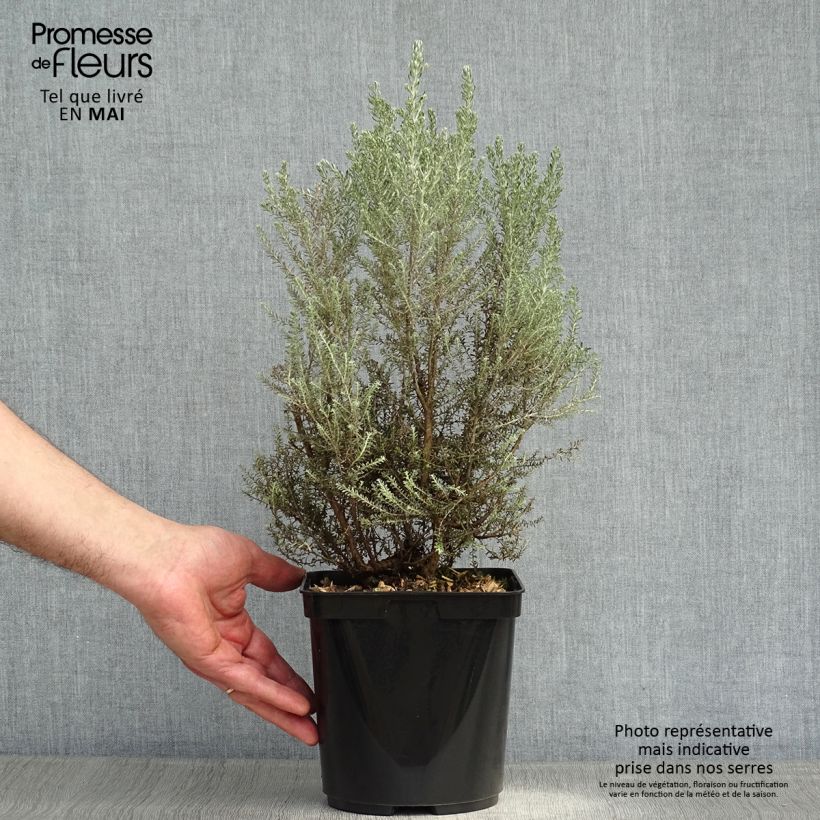 Example of Cassinia retorta Ward Silver Vaso da 3L/4L as you get in printemps