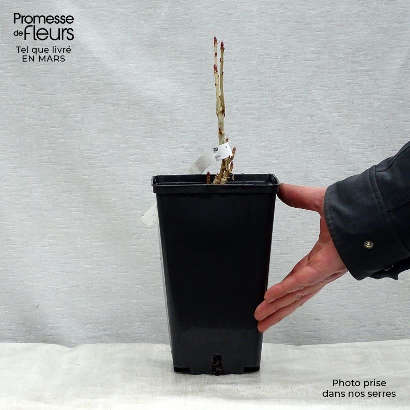 Example of Ribes nero Andega Vaso da 1,5L/2L, A cespuglio as you get in printemps