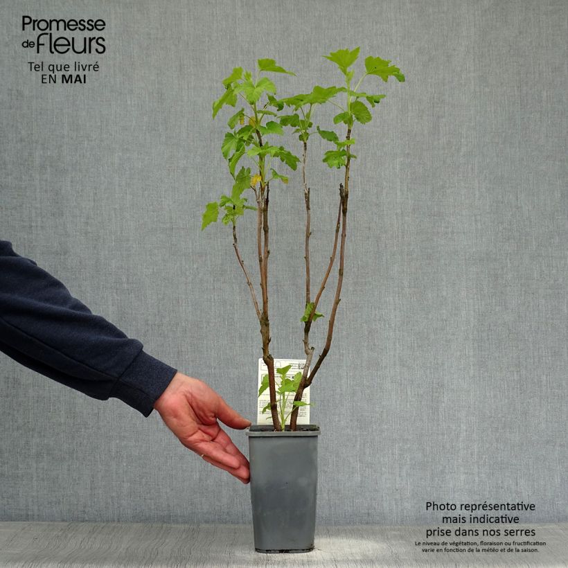 Example of Ribes nero Andega Bio Vaso da 1,5L/2L, A cespuglio as you get in printemps