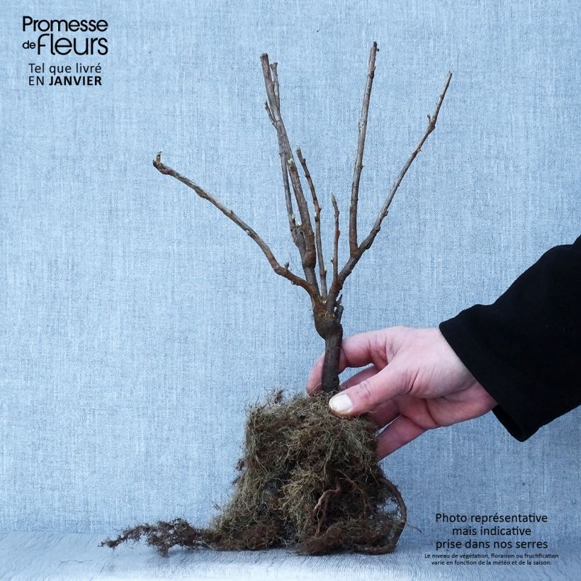 Example of Ribes nero Andega Piante piccole a radice nuda as you get in hiver