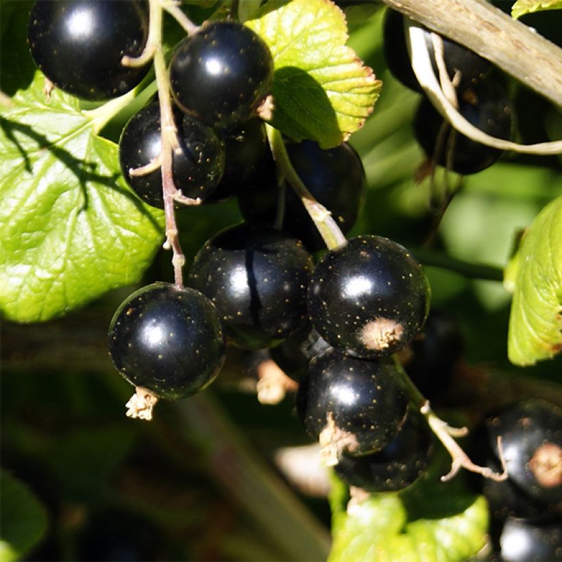 Ribes nero Ben Nevis (Harvest)