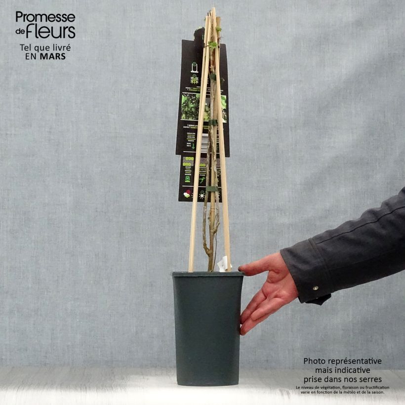 Example of Ribes nero Ben Nevis Vaso da 1,5L/2L, A cespuglio as you get in printemps