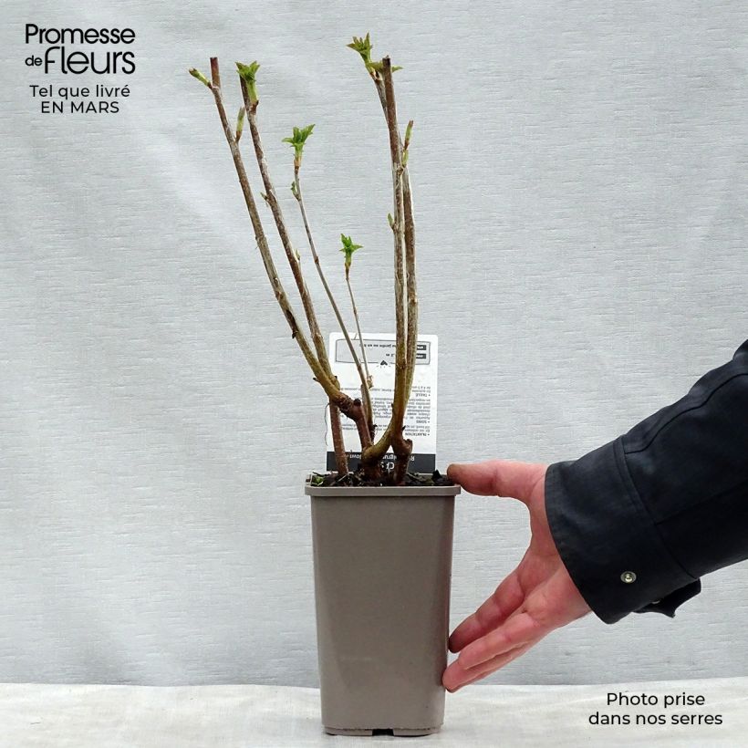 Ribes nero Black Down Vaso da 1L/1,5L, A cespuglio esemplare consegnato in primavera