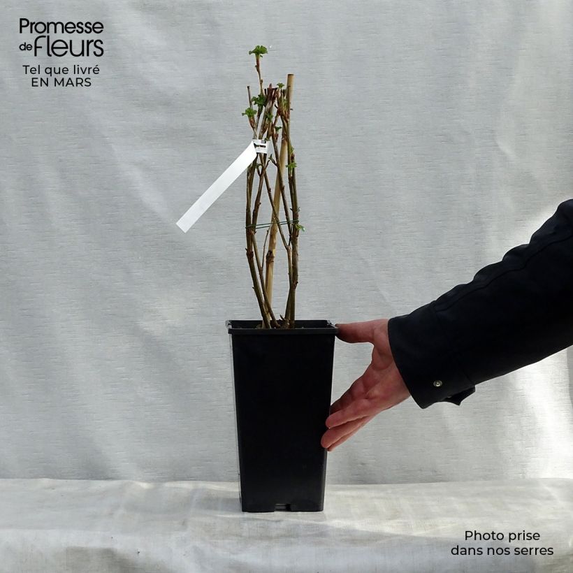 Ribes nero Géant de Boskoop Vaso da 1,5L/2L esemplare consegnato in primavera