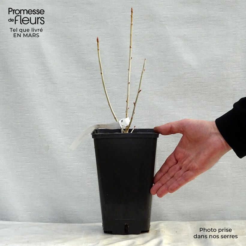 Ribes nero Little Black Sugar 'Nimue' Vaso da 1,5L/2L, A cespuglio esemplare consegnato in primavera