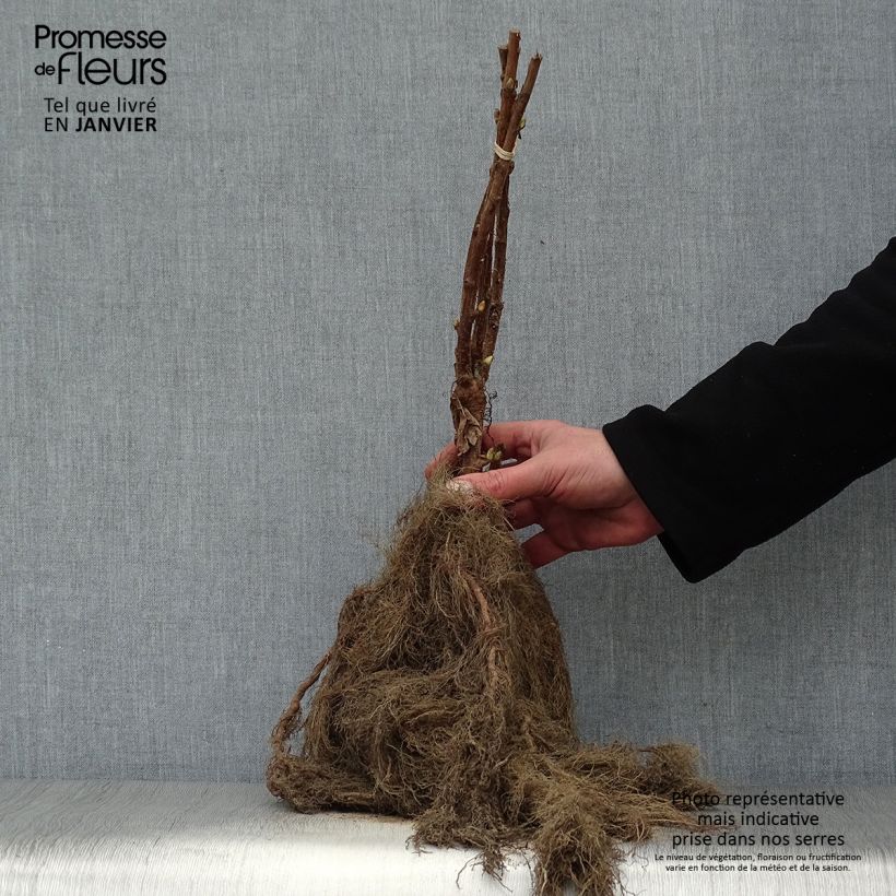 Ribes nero Neva Piante piccole a radice nuda, A cespuglio esemplare consegnato in inverno