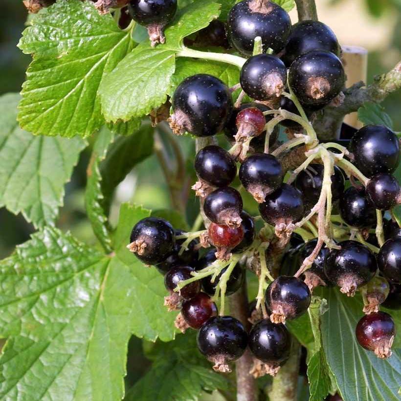 Ribes nero Noir de Bourgogne (Foliage)