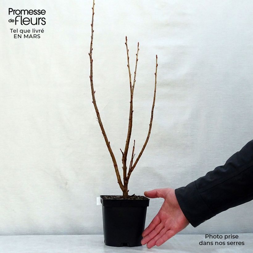 Example of Ribes nero Noir de Bourgogne Vaso da 1,5L/2L, A cespuglio as you get in printemps