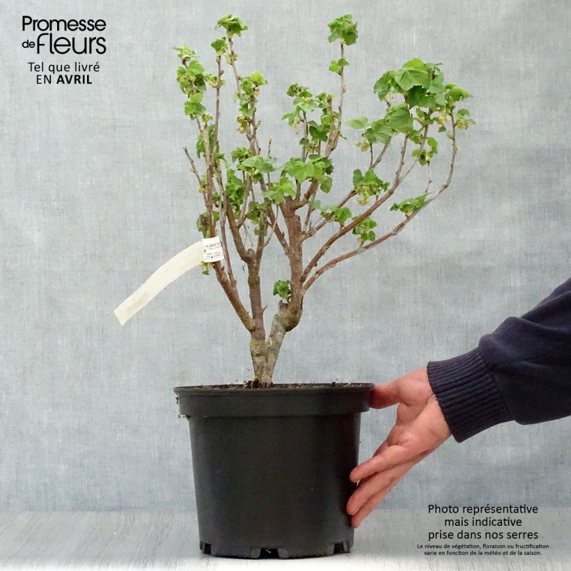 Example of Ribes nero Noir de Bourgogne Vaso da 4L/5L as you get in printemps