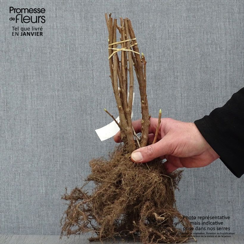 Example of Ribes nero Noir de Bourgogne Piante piccole a radice nuda, A cespuglio as you get in hiver